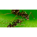 Tegen mieren