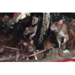 Tegen muizen en ratten Tegen muizen en ratten